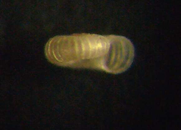 Dasyskenea suavis